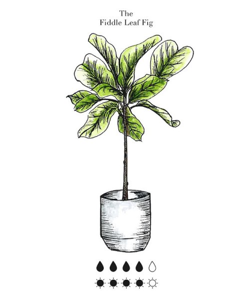 Фикус эскиз