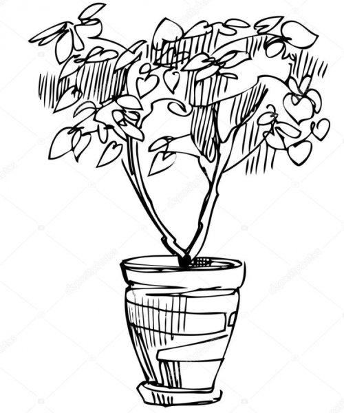 Комнатное растение в горшке для срисовки