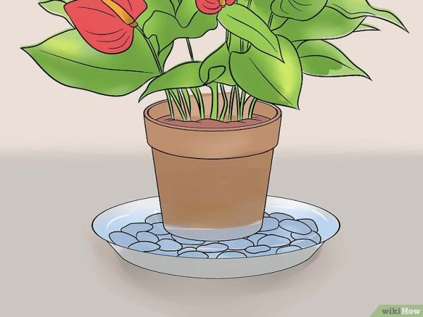 Комнатные растения раскраска