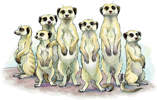 Сурикаты вектор