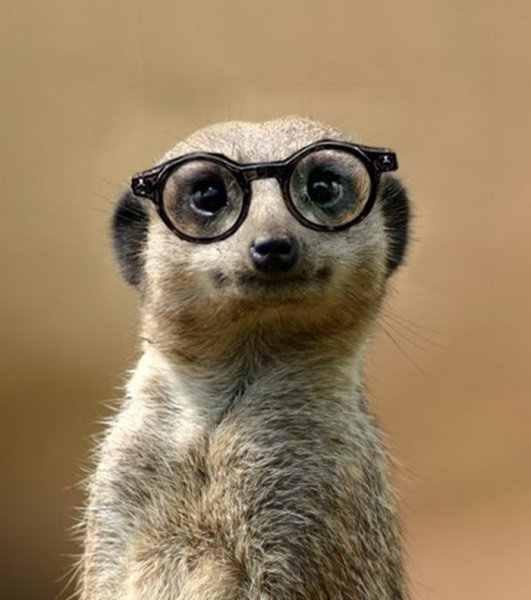 Сурикат вектор