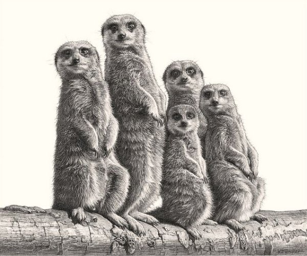 Популяция сурикатов