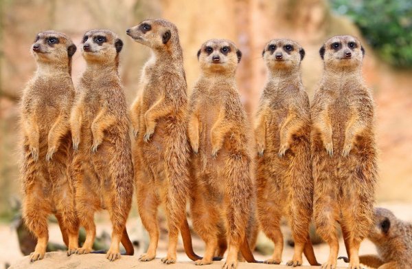 Сурикаты в Африке