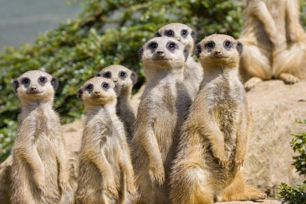 Семья сурикатов