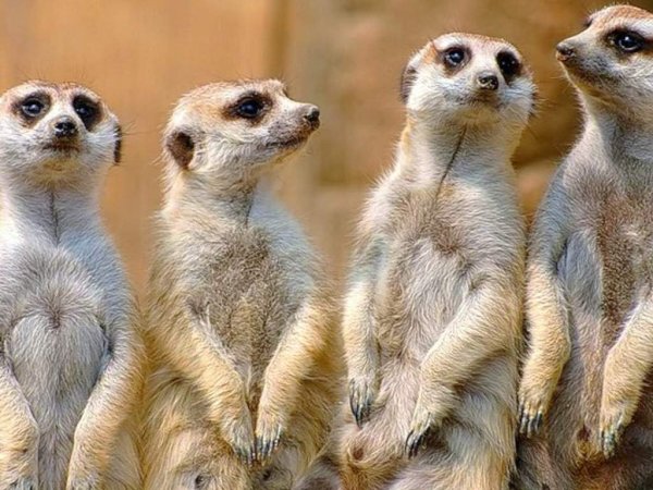 Африканские сурикаты