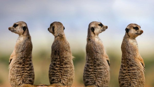 Сурикат раскраска