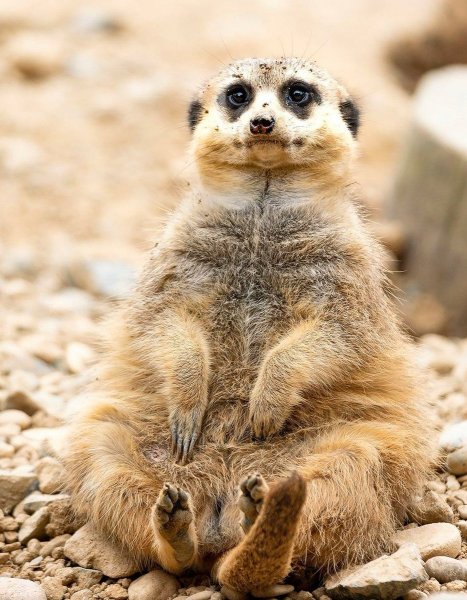 Морской сурикат