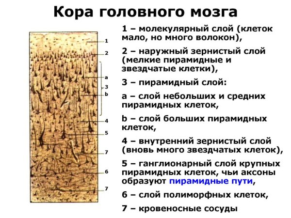 Строение коры головного мозга анатомия