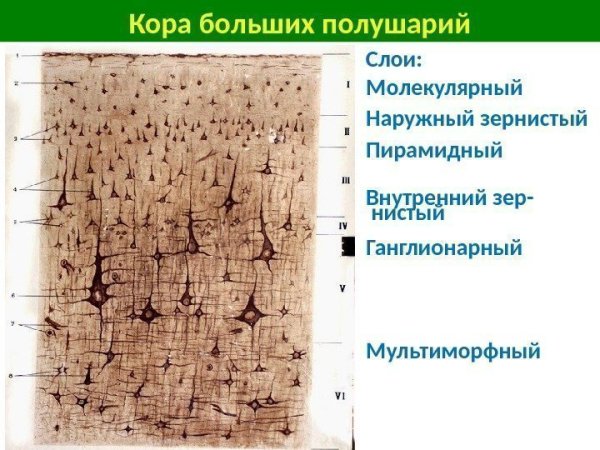 Кора больших полушарий импрегнация серебром