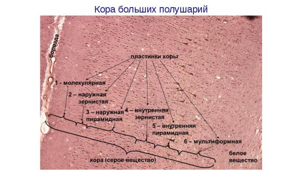 Препарат коры мозга гистология цитоархитектоника