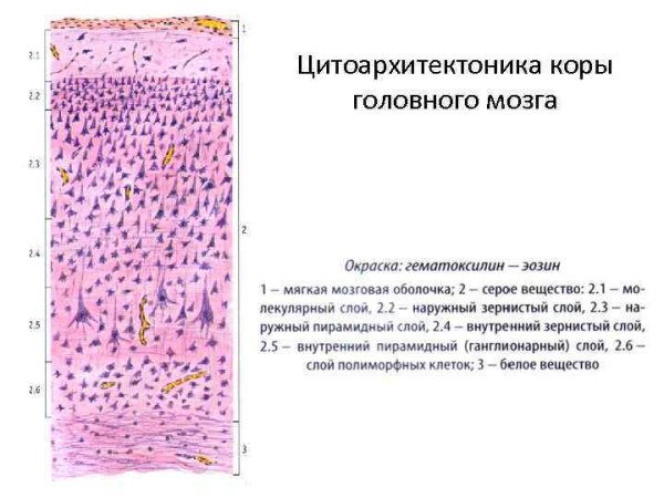 Кора головного мозга гистология препарат