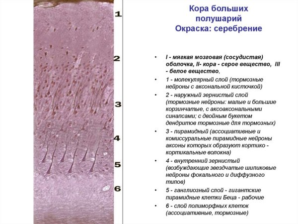 Слои коры головного мозга гистология