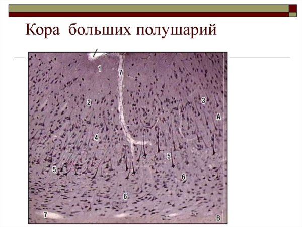 Цито и миелоархитектоника коры больших полушарий