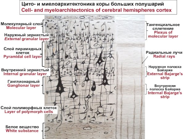 Слои коры головного мозга гистология