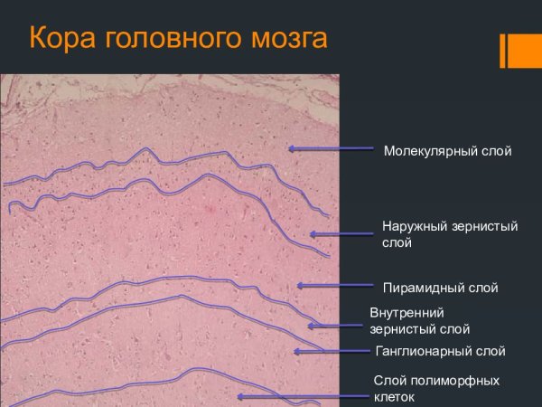 Кора полушарий большого мозга гистология препарат