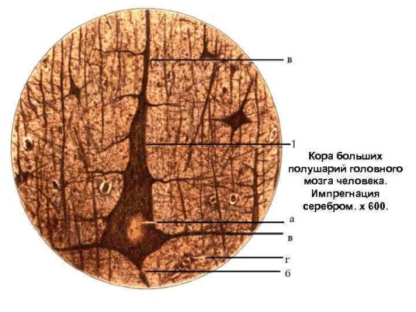 Кора больших полушарий головного мозга гистология