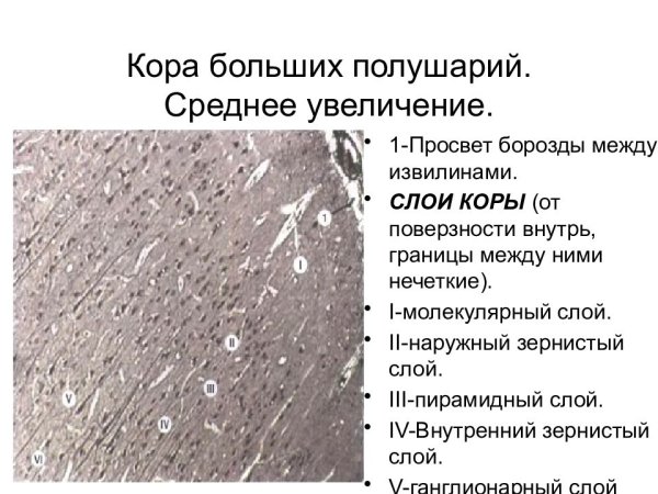 Цитоархитектоника коры больших полушарий гистология
