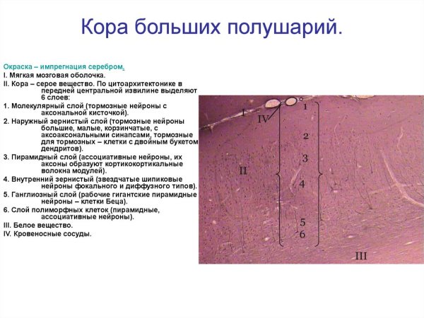 Слои коры больших полушарий таблица