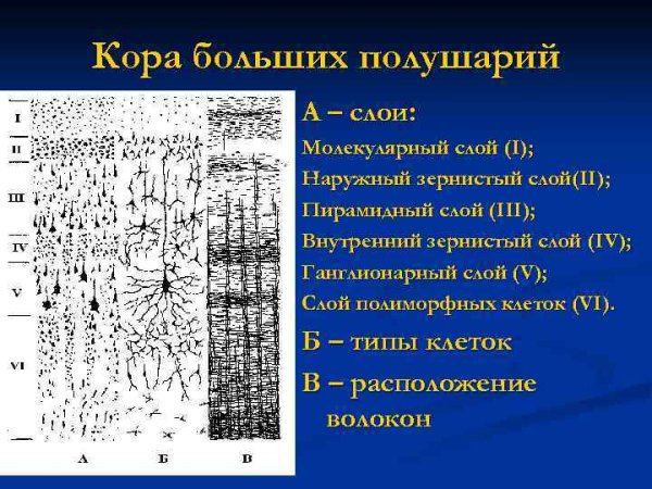 Кора больших полушарий гистология