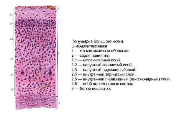 Кора больших полушарий физиология ЦНС