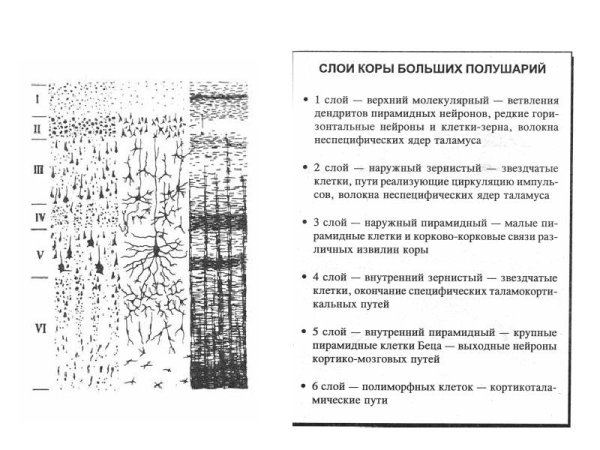 Мозжечок гистология