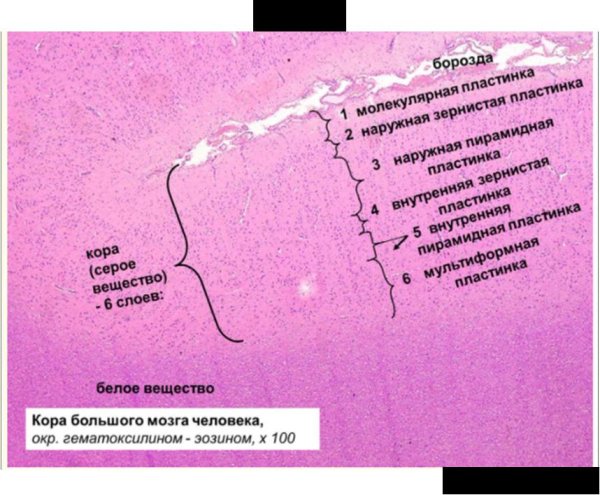 Кора большого мозга гистология препарат