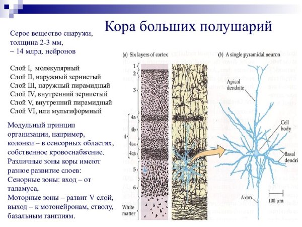 Строение коры головного мозга гистология