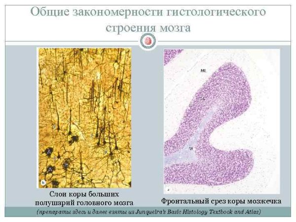 Пирамидный Нейрон (клетка Беца).