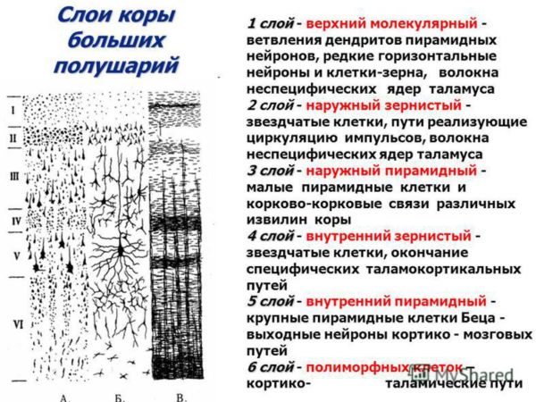 Мозжечок поперечный срез гистология