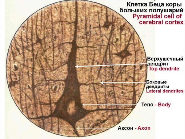 Кора больших полушарий головного мозга препарат