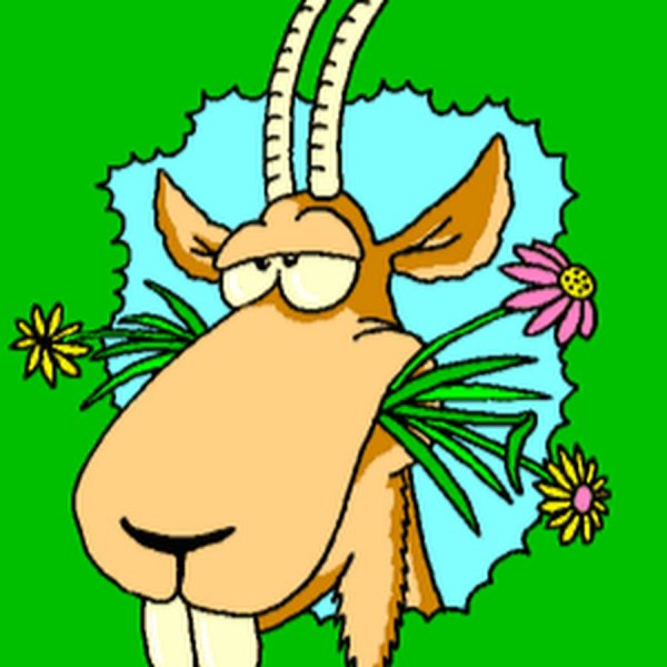 Козел жует траву