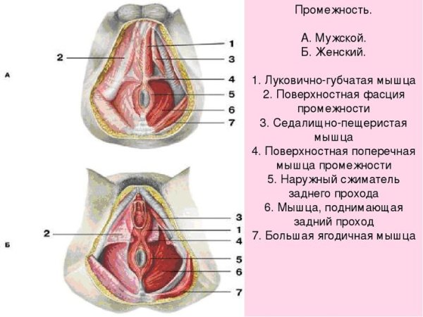 Луковичногубчатая мышцы