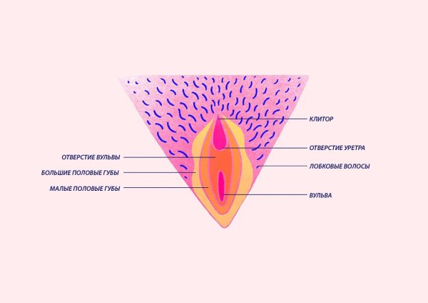 Схема расположения клитора