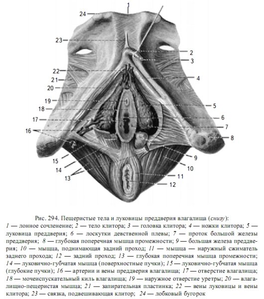 Внешнее строение влагалища анатомия