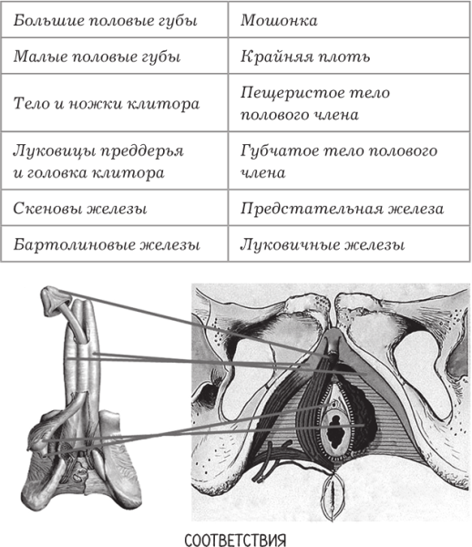 Женские половые губы строение
