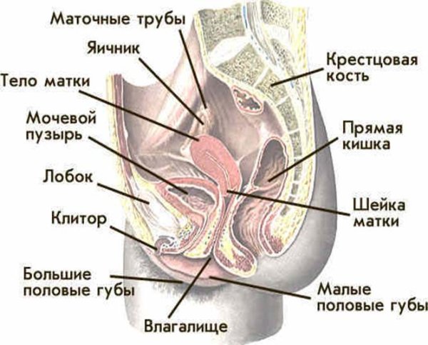 Строение влагалища женщины