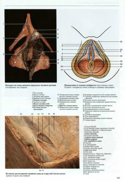 Строение влагалища спереди