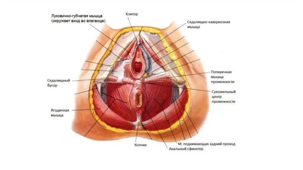 Анатомия женских органов малого таза наружных