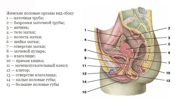 Наружные женские половые органы строение анатомия