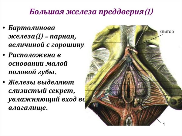 Энуклеация кисты большой железы преддверия влагалища