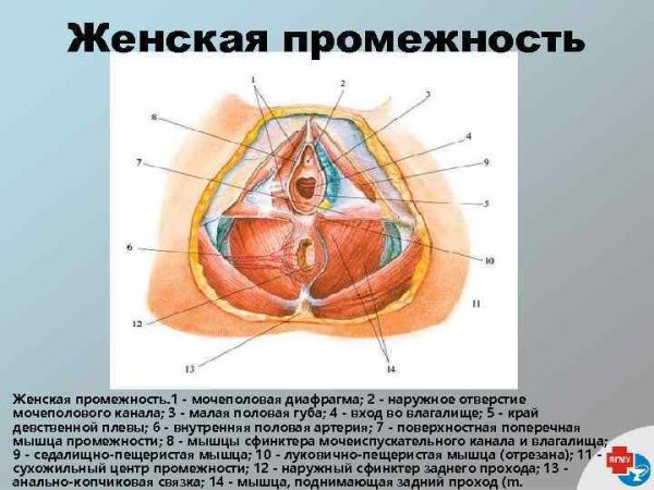 Напудние женские органы