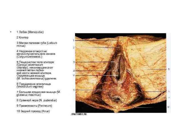 Наружные и внутренние половые губы
