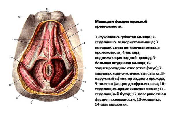 Мышцы промежностные у мужчин анатомия