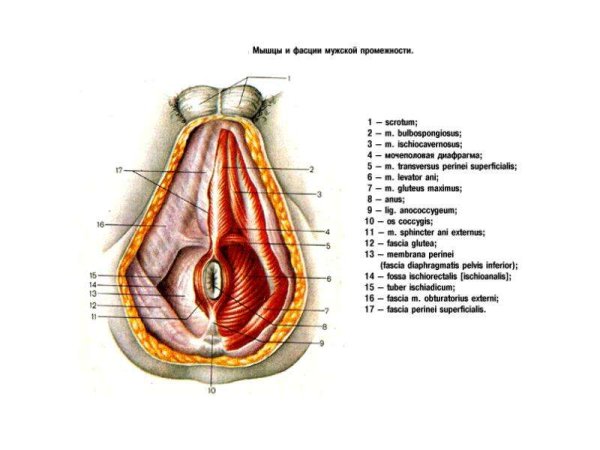 Строение половых органов девственная плева