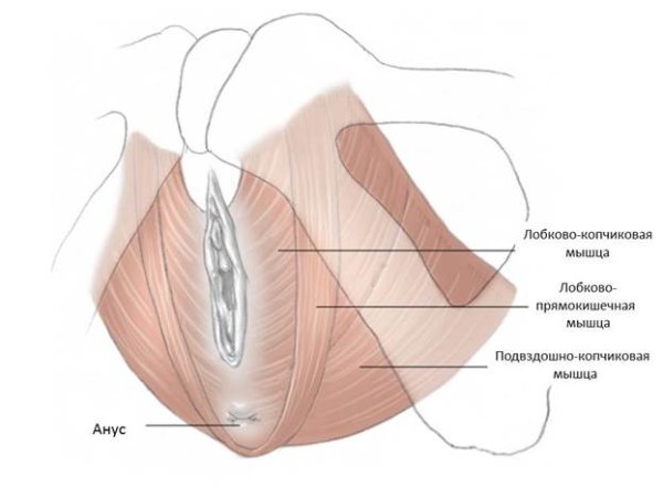 Мышцы тазового дна схема