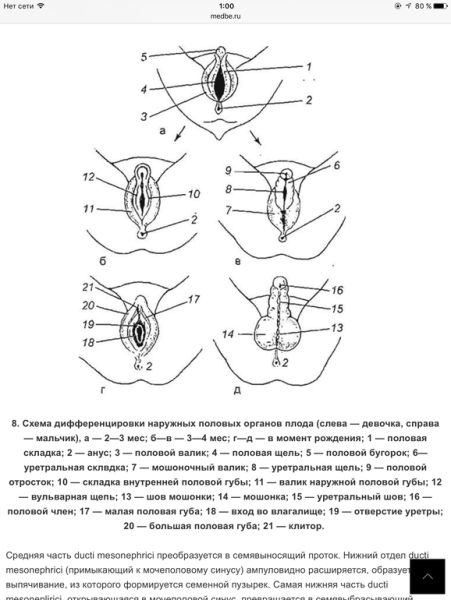 Наружные половые органы строение схема