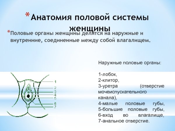 Женская половая/система строение наружная
