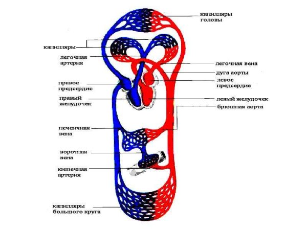 Кровеносный круг кровообращения схема
