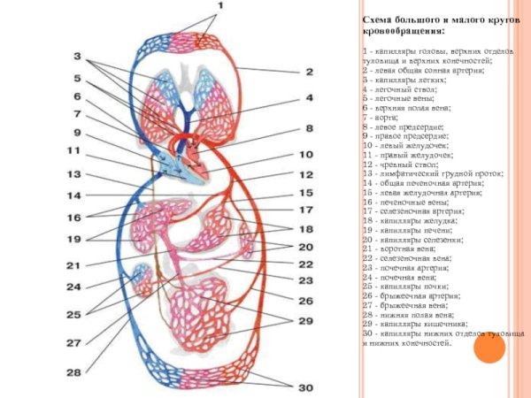 Артерия малого круга кровообращения схема