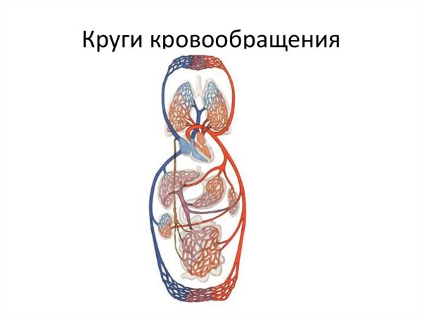 Нарисуйте схему кругов кровообращения